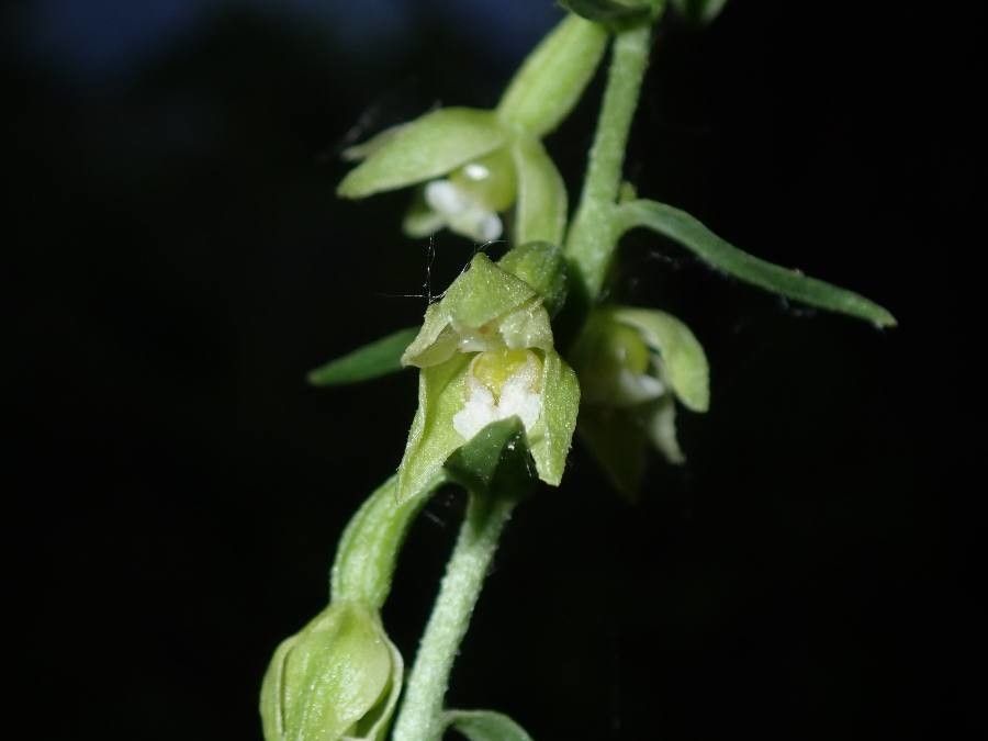 Epipactis fageticola — search result for 'Epipactis'