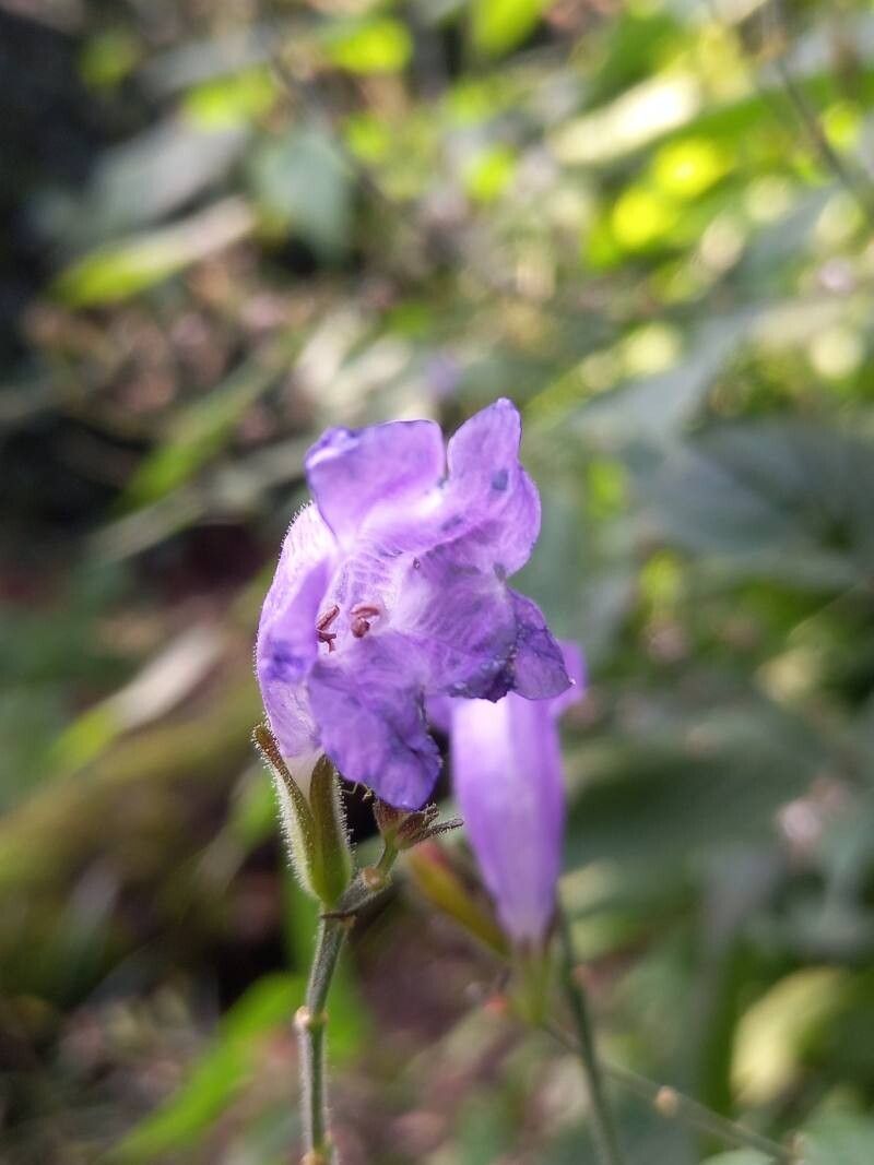 Strobilanthes glutinosa flower