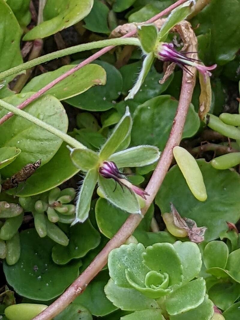 Geranium cinereum fruit