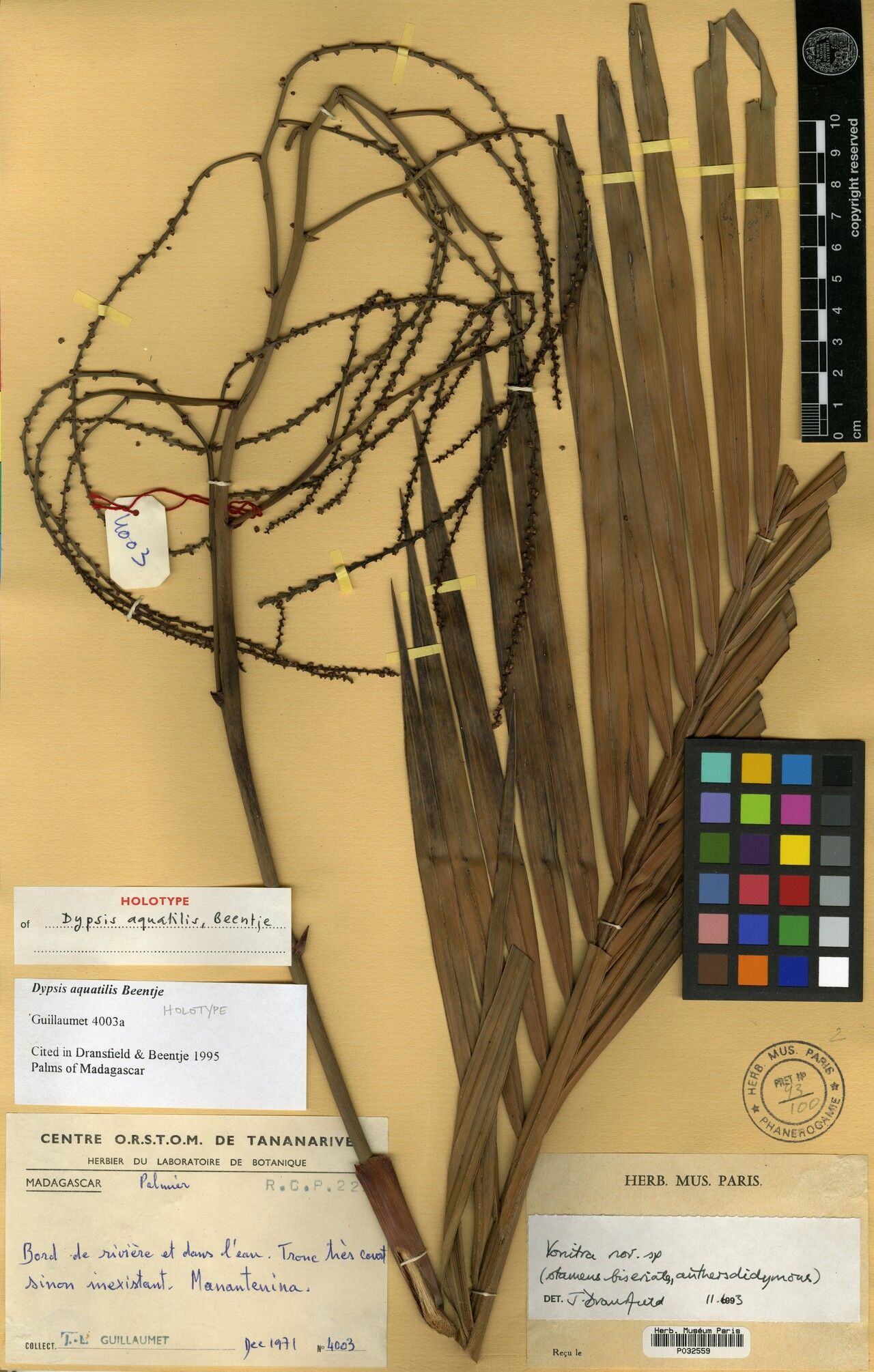 Dypsis aquatilis — houseplant care guide