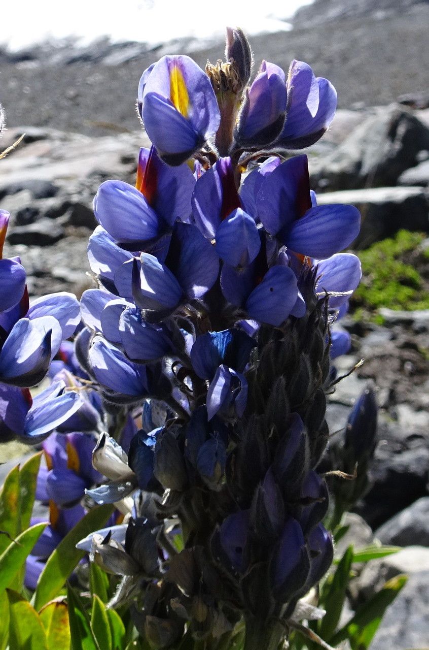 Lupinus altimontanus flower