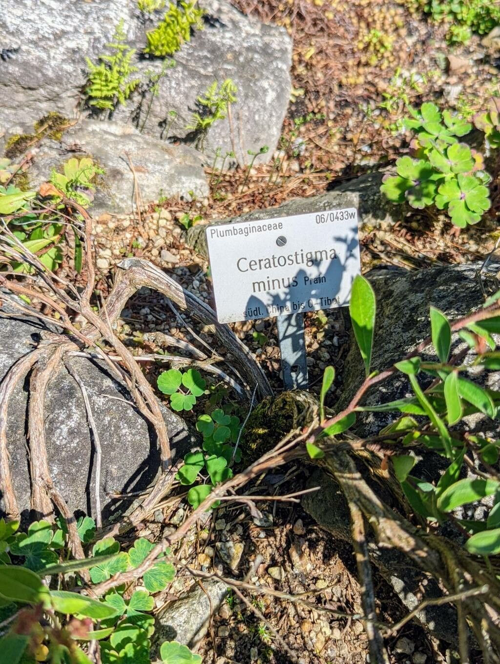 Ceratostigma minus bark