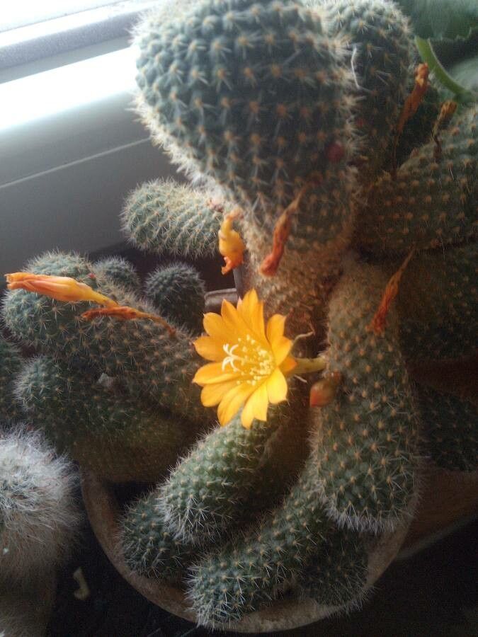 Rebutia muscula flower