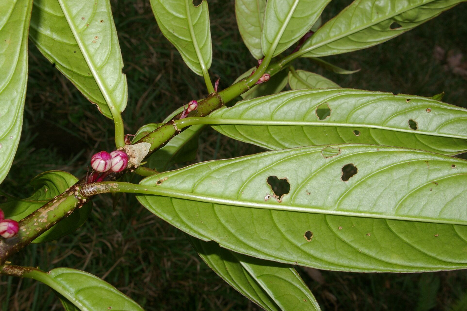 Drymonia stenophylla leaf