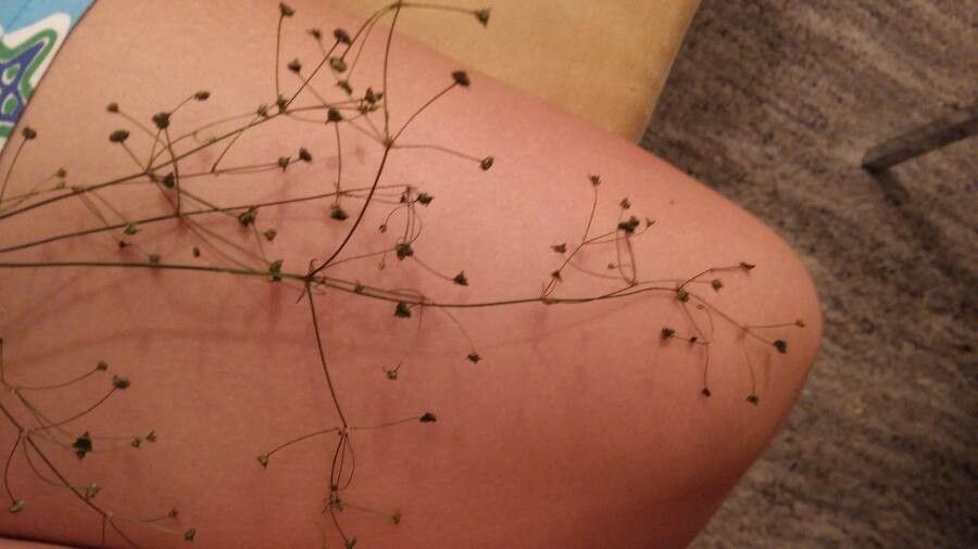 Galium divaricatum flower