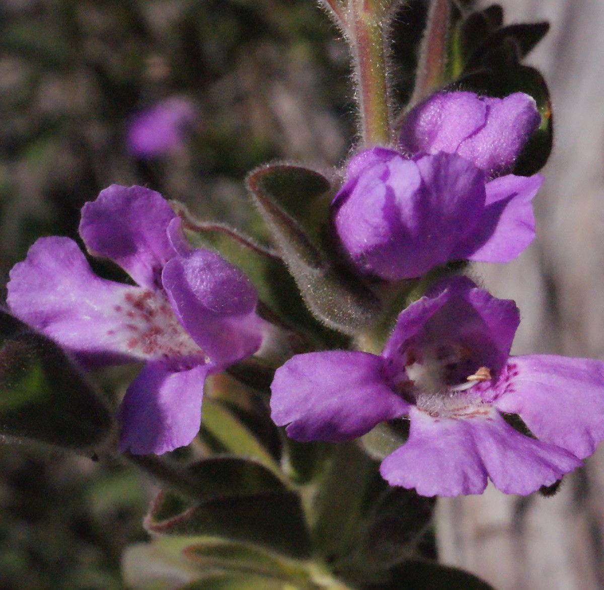 Hemigenia incana flower