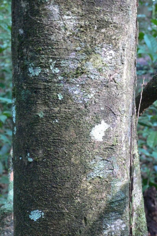 Talisia microphylla — houseplant care guide