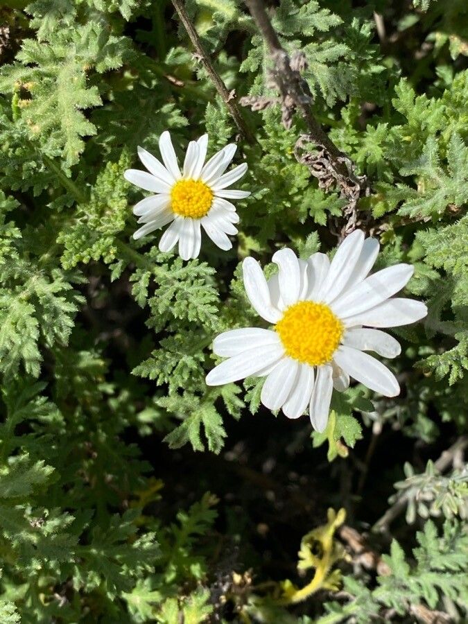 Argyranthemum adauctum flower