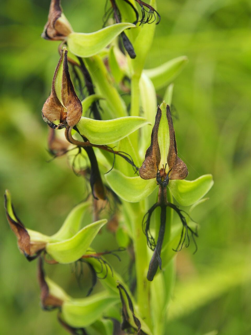 Habenaria pectinata — houseplant care guide