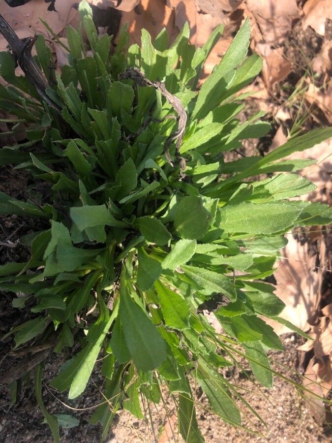 Grindelia integrifolia — houseplant care guide