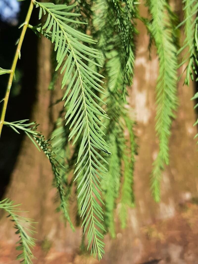 Taxodium mucronatum leaf