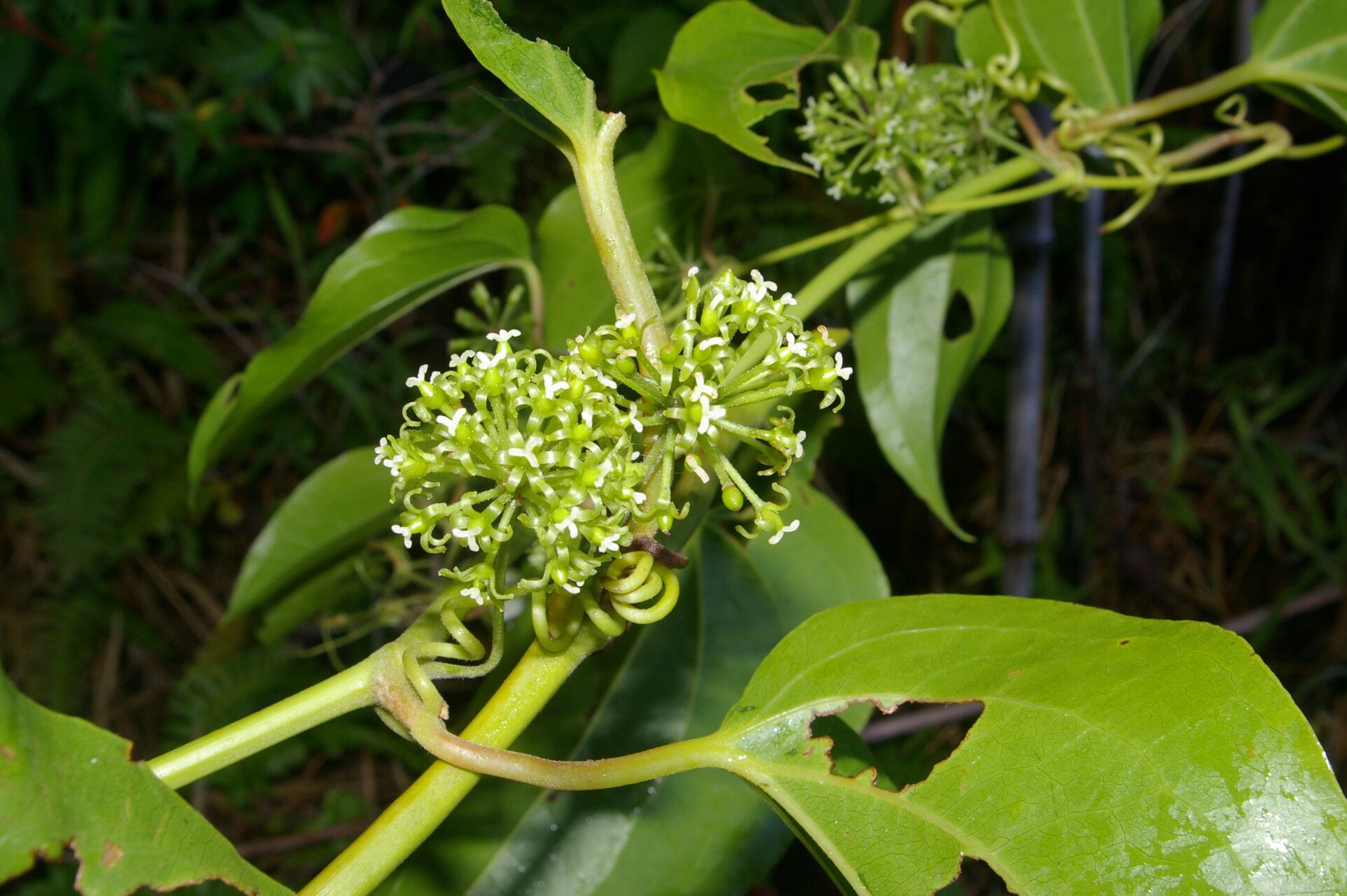Smilax subpubescens flower