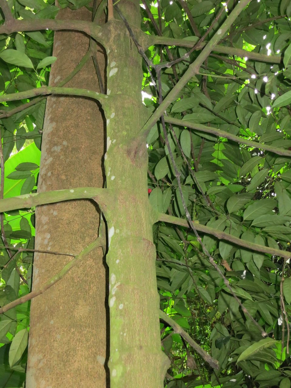 Tabernaemontana pachysiphon bark