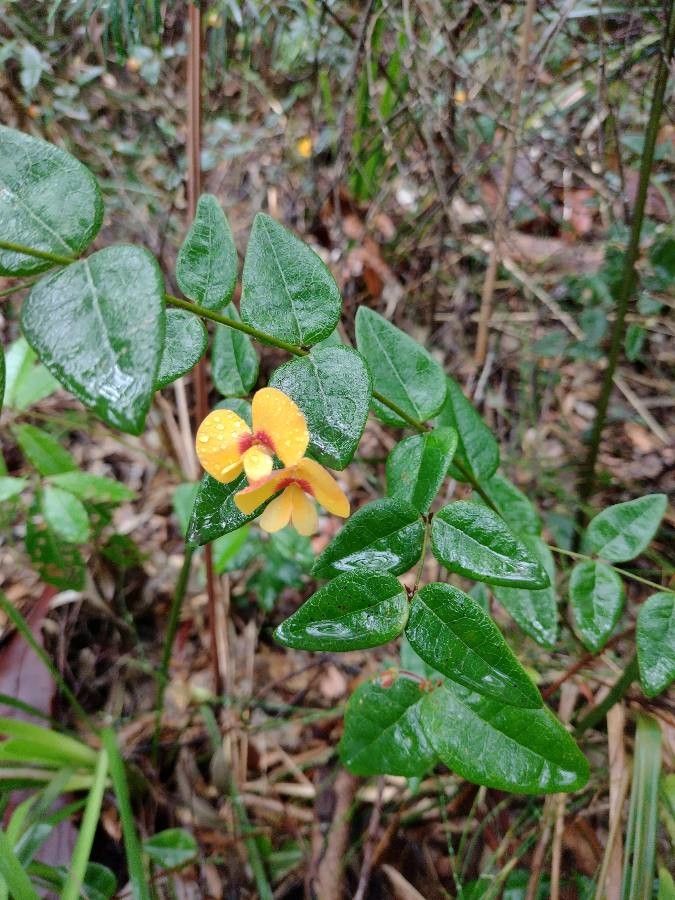 Platylobium formosum habit