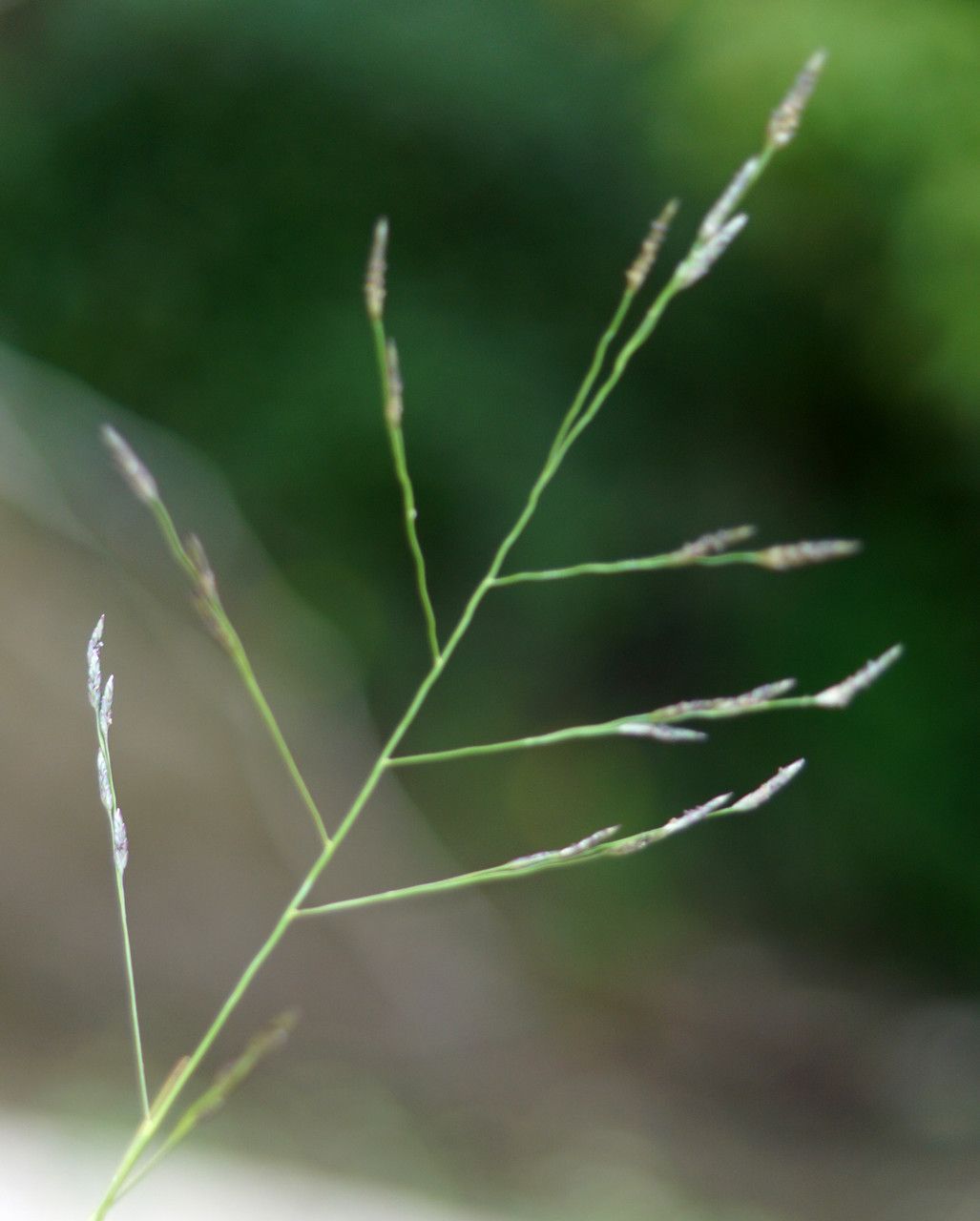 Eragrostis pectinacea fruit