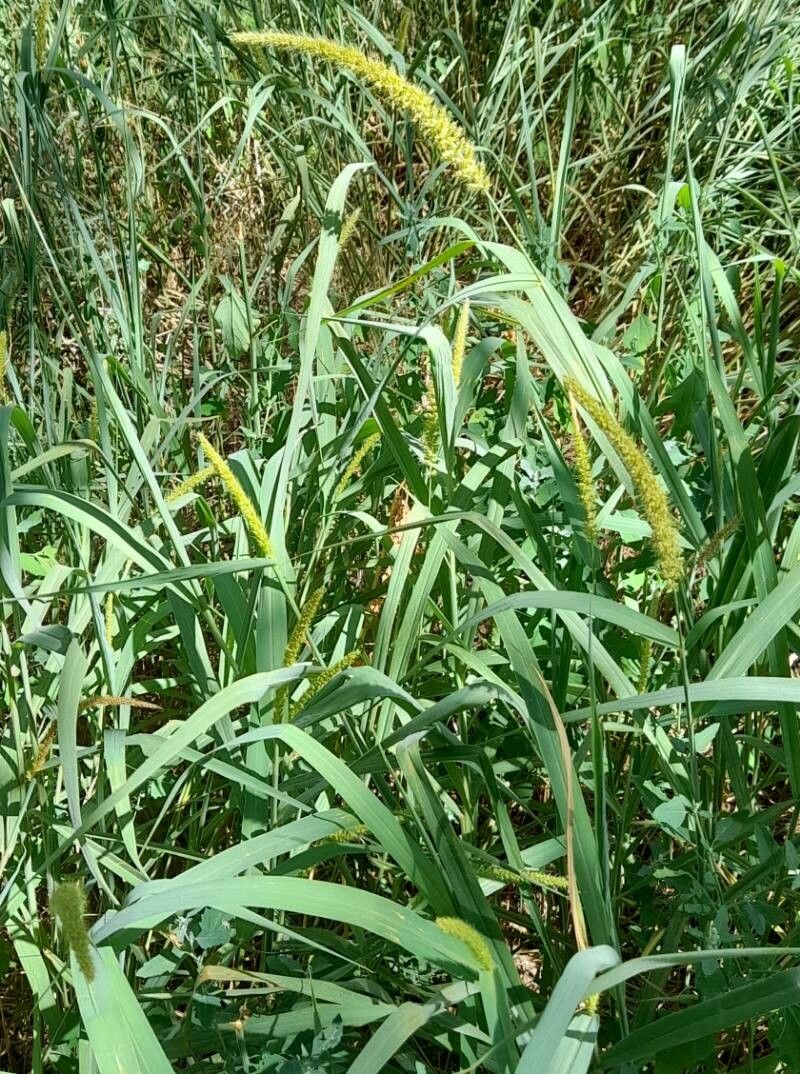 Setaria lachnea habit