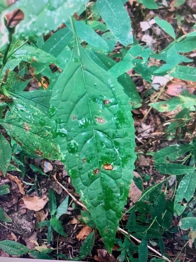 Stachys tenuifolia — search result for 'Stachys'