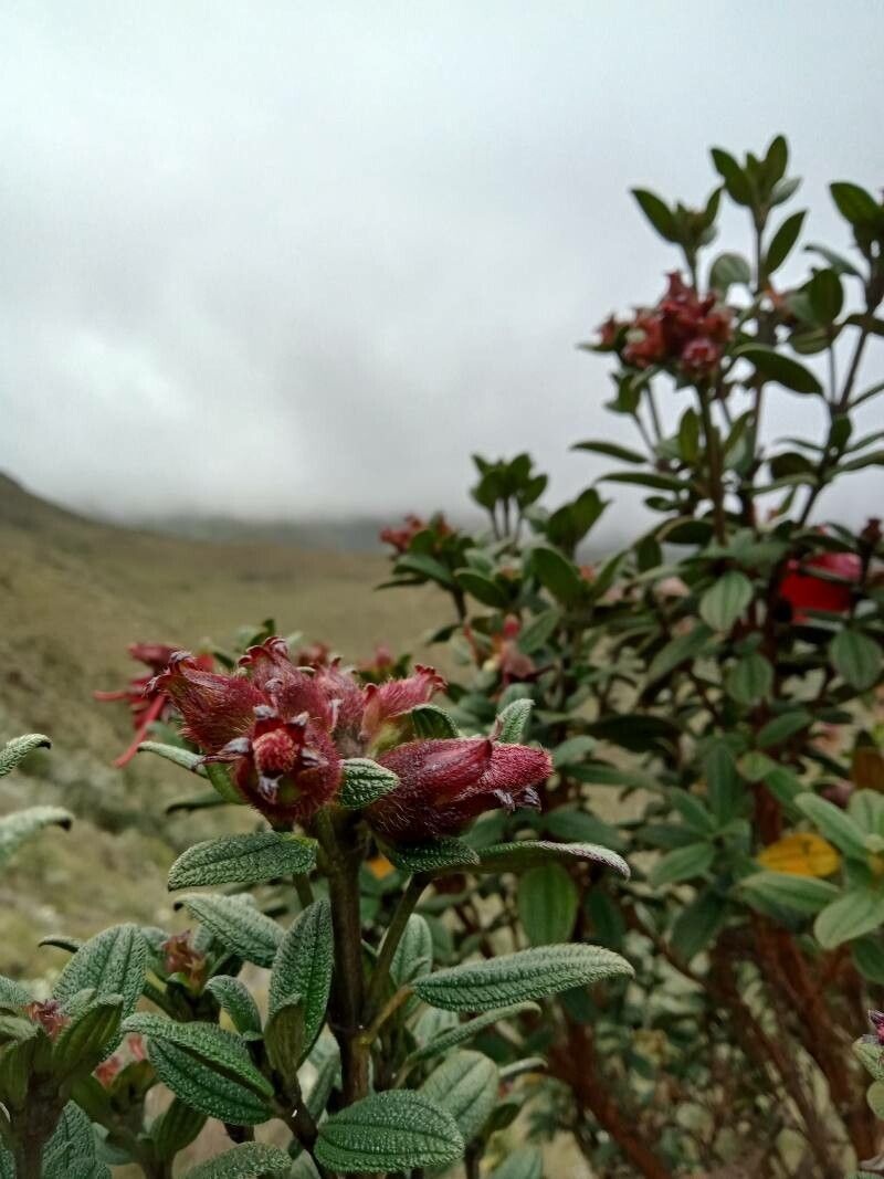 Tibouchina grossa fruit