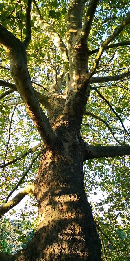 Platanus acerifolia bark