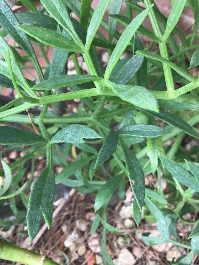 Hyoseris frutescens other