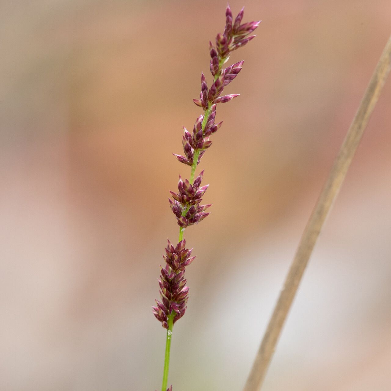 Eragrostis elongata — search result for 'Eragrostis'