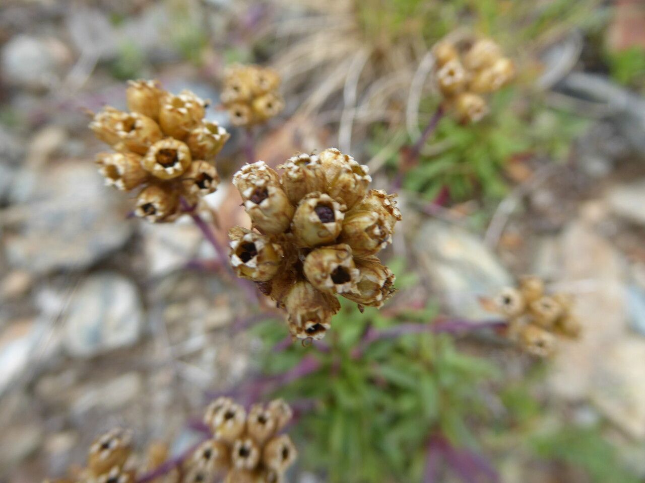 Atocion rupestre fruit