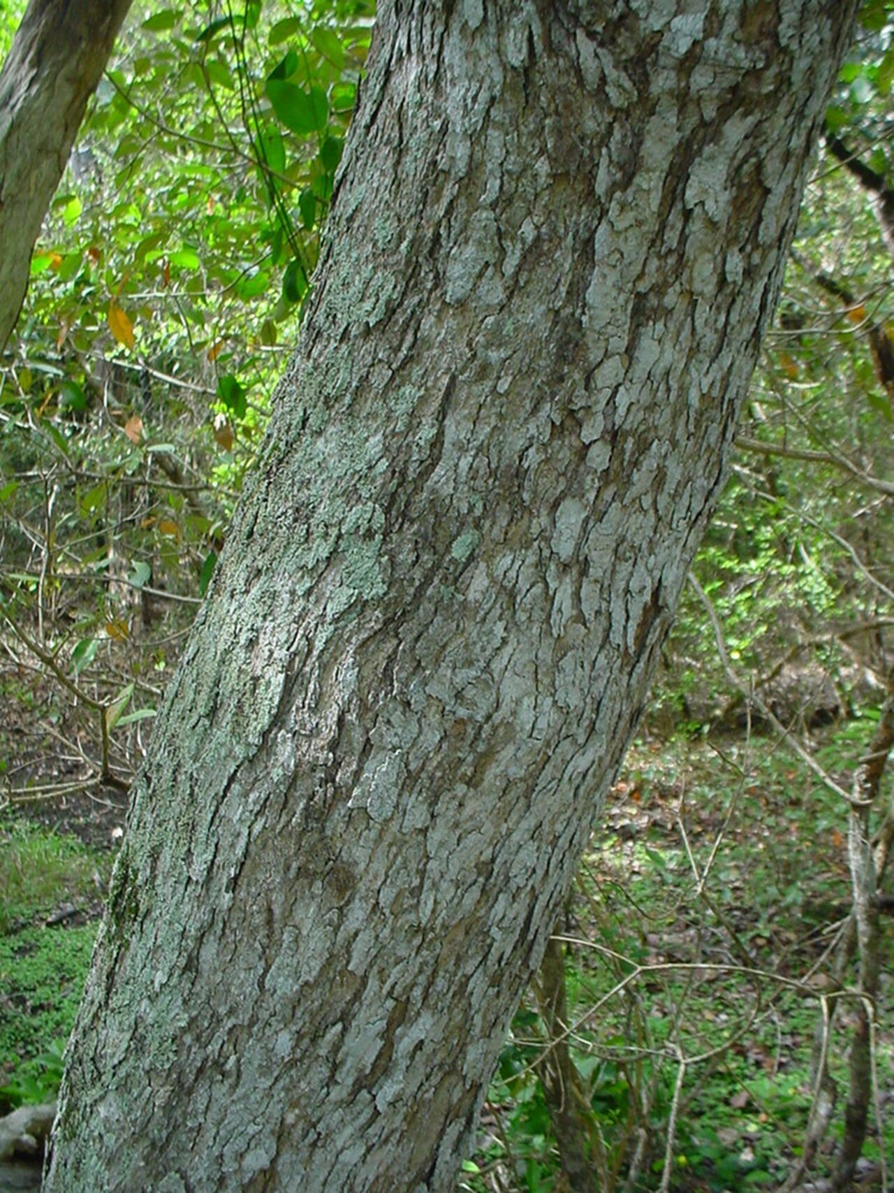 Archidendropsis paivana bark
