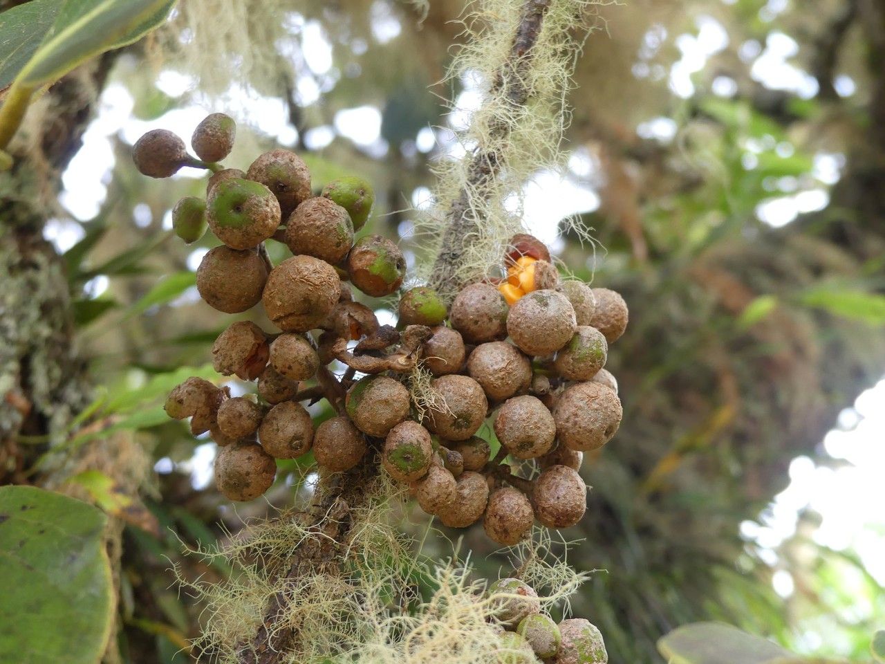 Monimia rotundifolia fruit