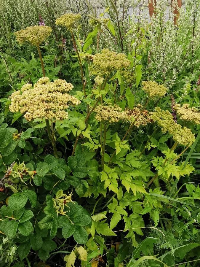 Angelica lucida fruit