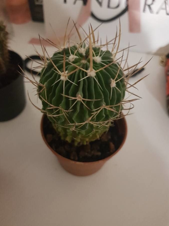 Stenocactus pentacanthus bark