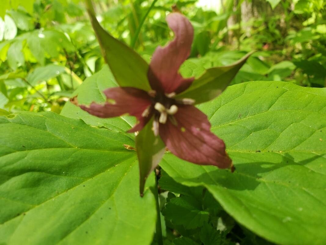 Trillium erectum flower