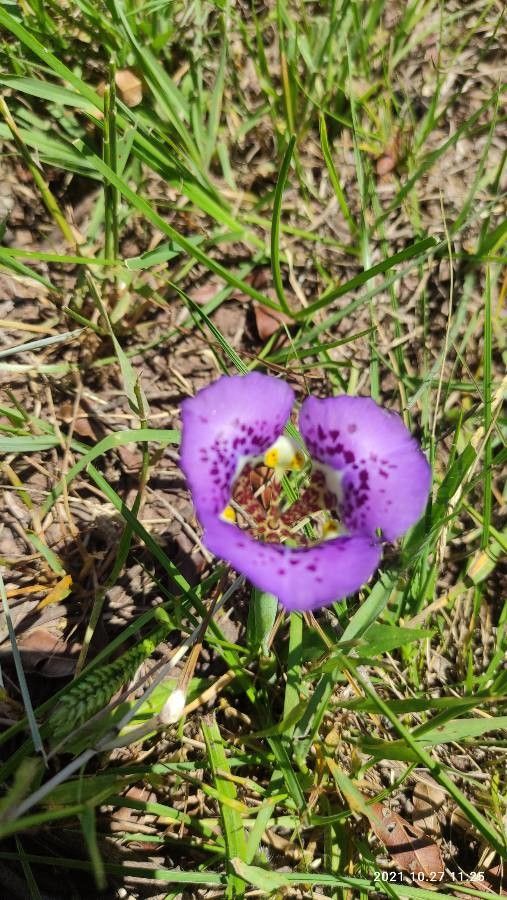Calochortus venustus — search result for 'Calochortus'
