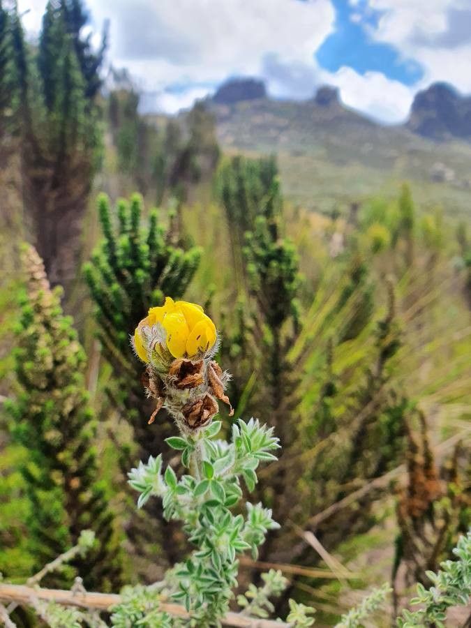 Argyrolobium fischeri flower