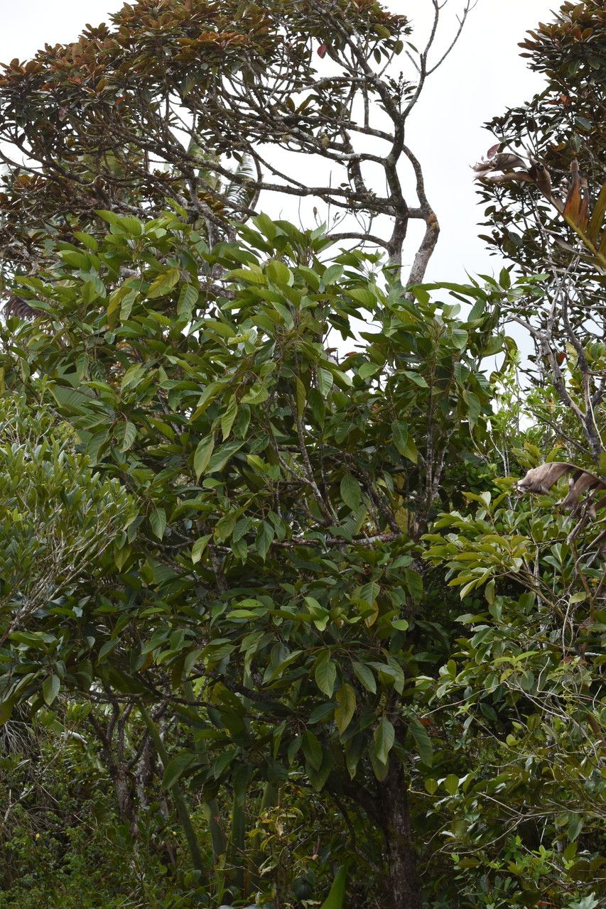 Hancea integrifolia habit