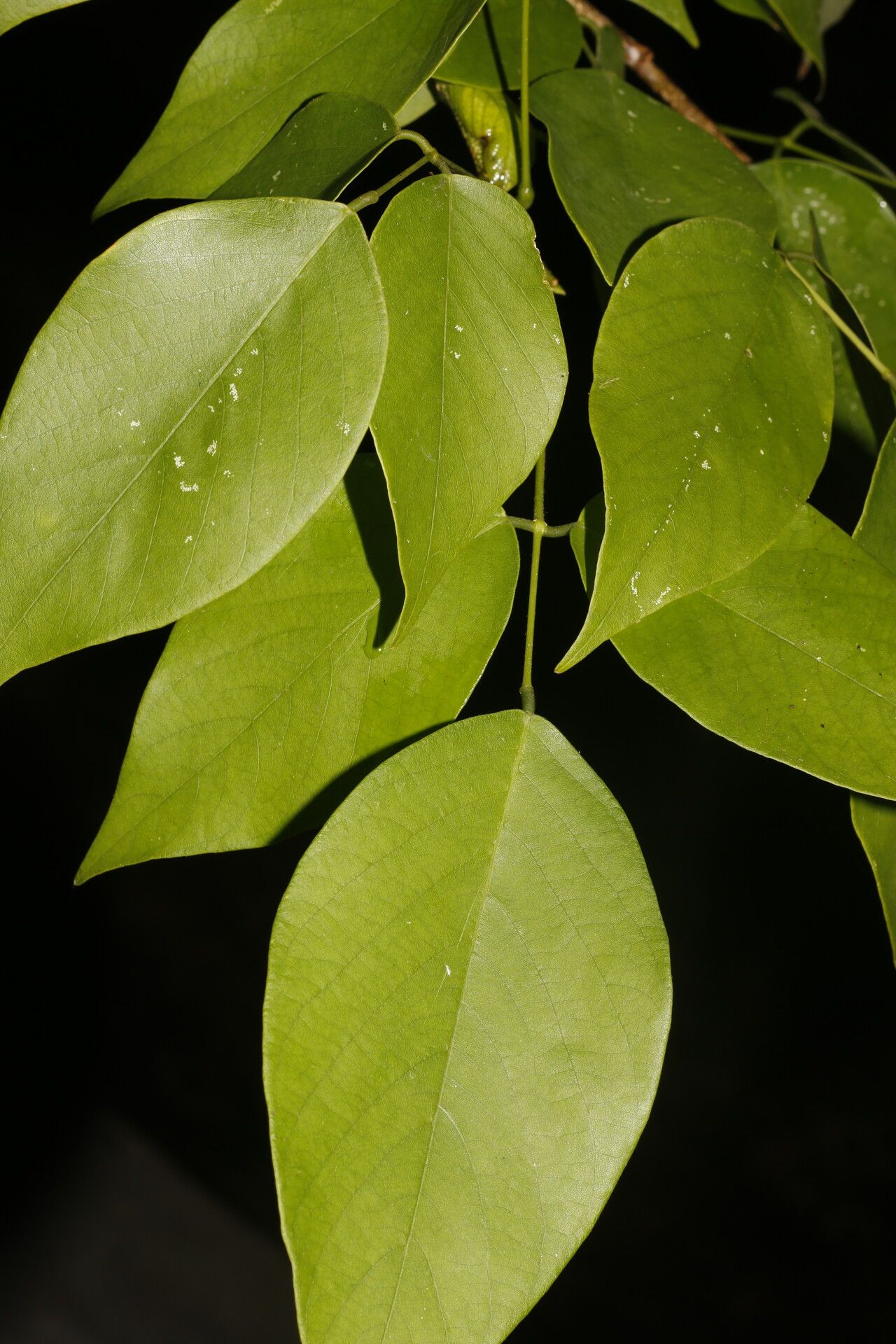 Clitoria glaberrima leaf