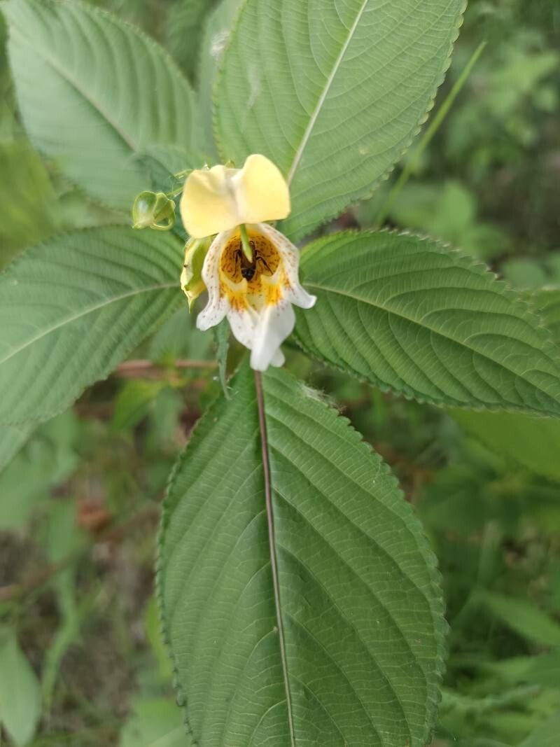 Impatiens parvifolia flower