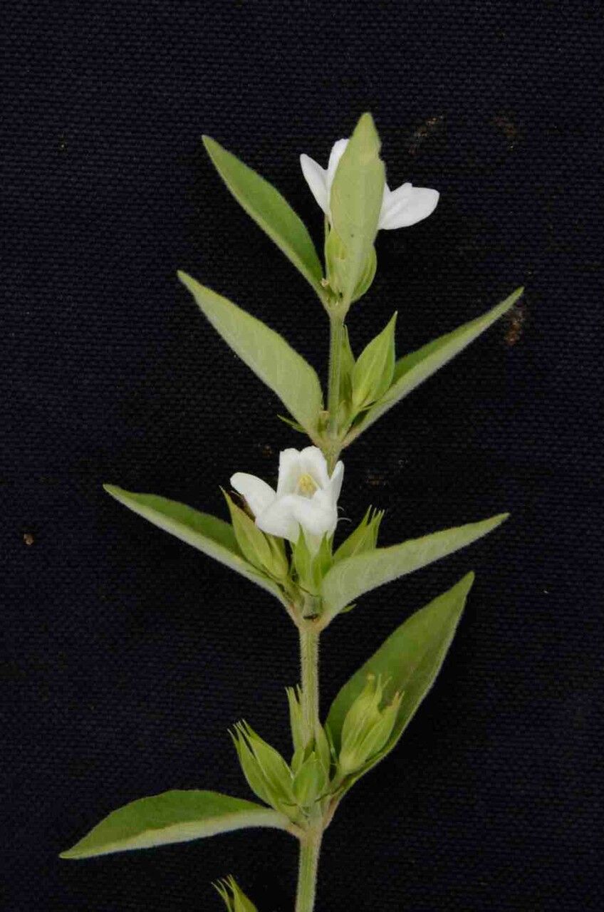 Justicia phyllocalyx habit