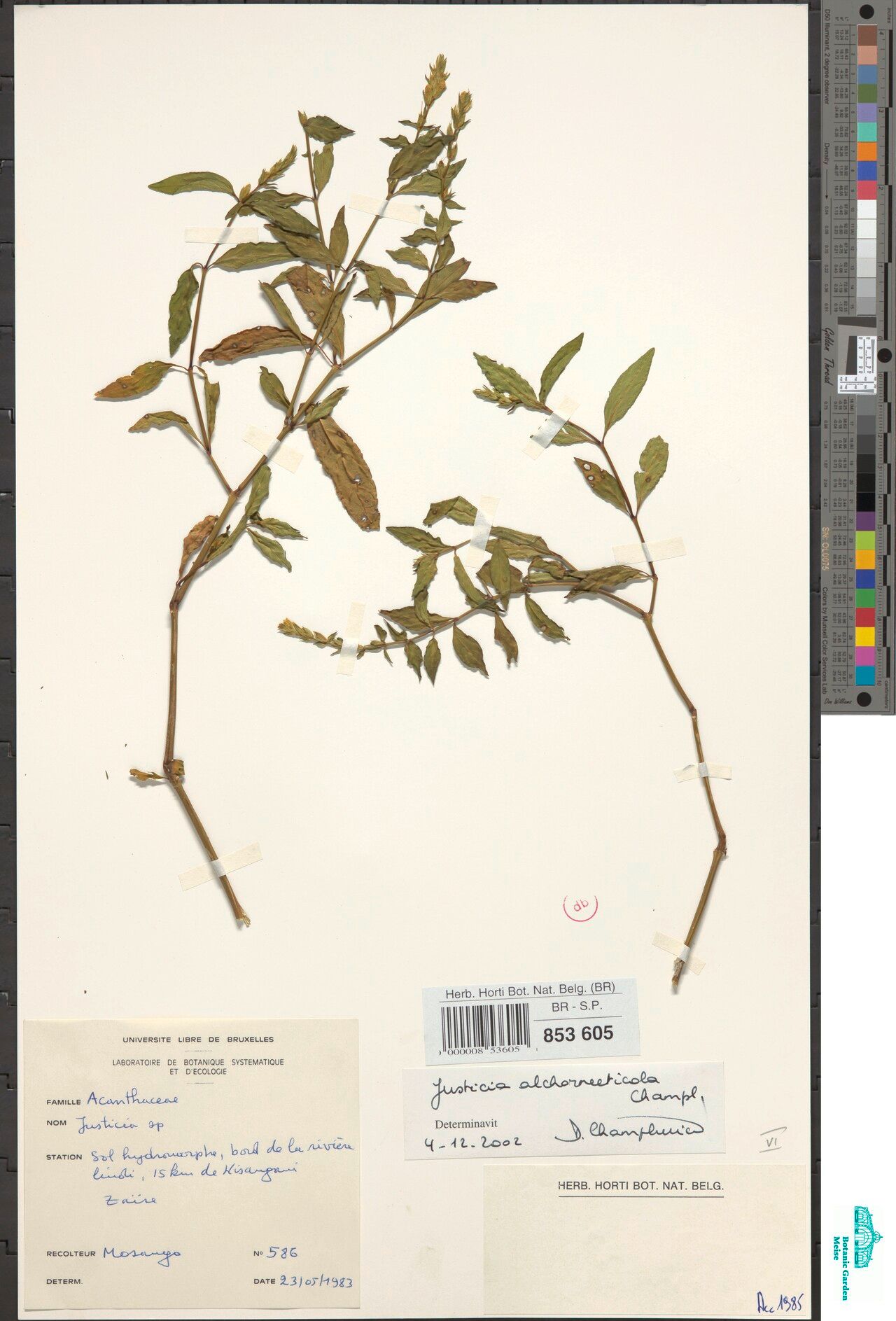 Justicia alchorneeticola — houseplant care guide