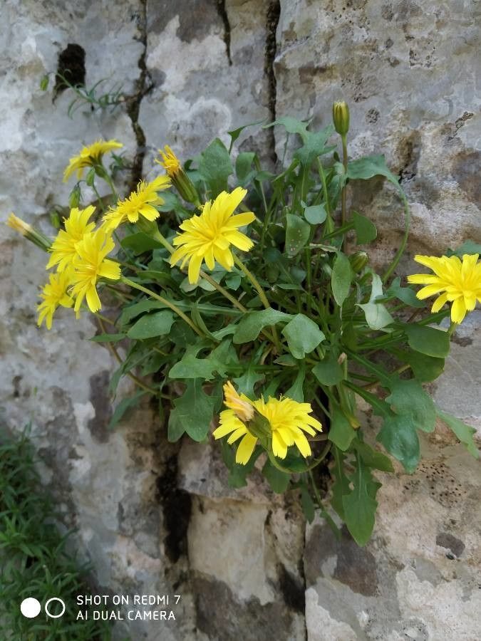 Hypochaeris robertia flower