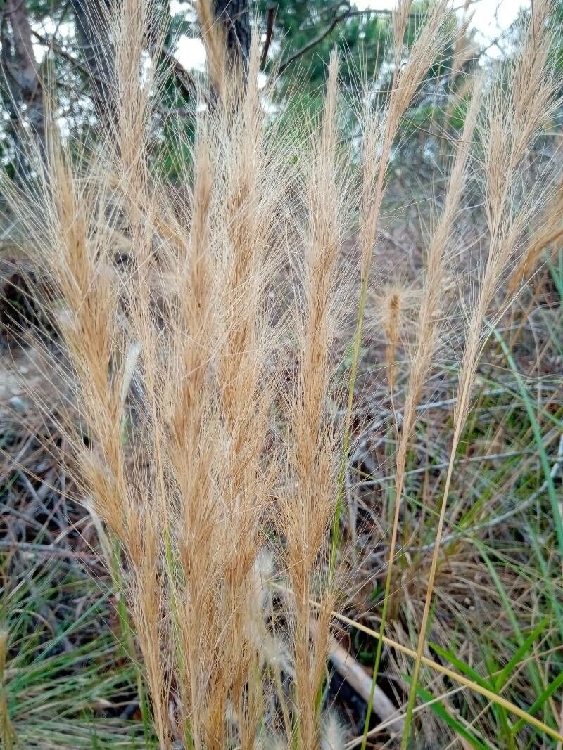 Aristida pallens flower