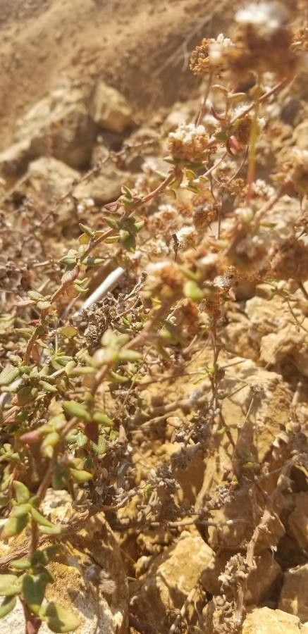 Eriogonum parvifolium leaf