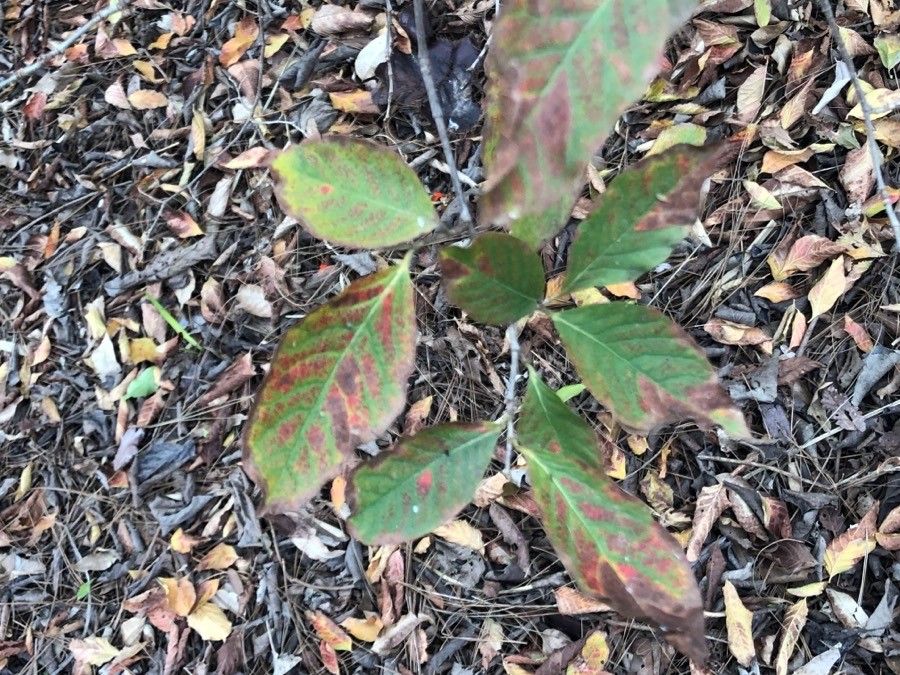 Ruprechtia apetala — houseplant care guide