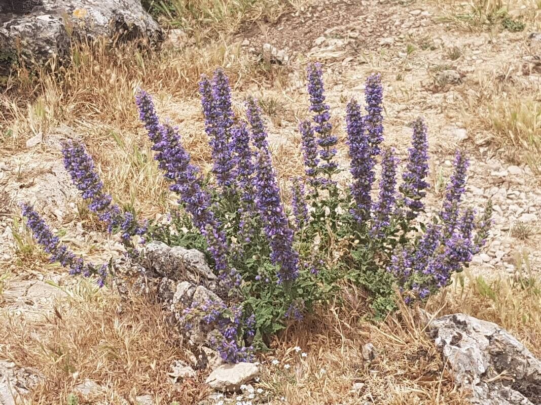 Nepeta foliosa — houseplant care guide