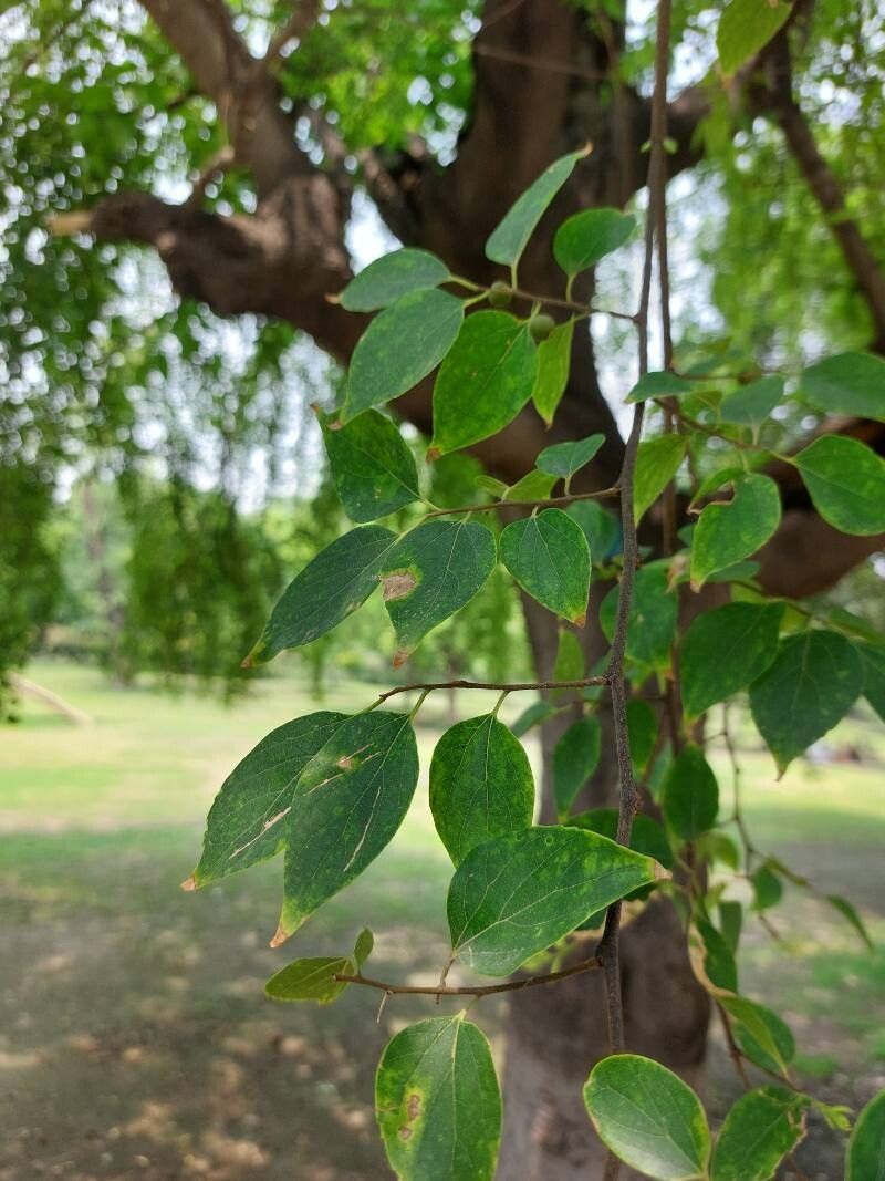 Celtis eriocarpa — houseplant care guide