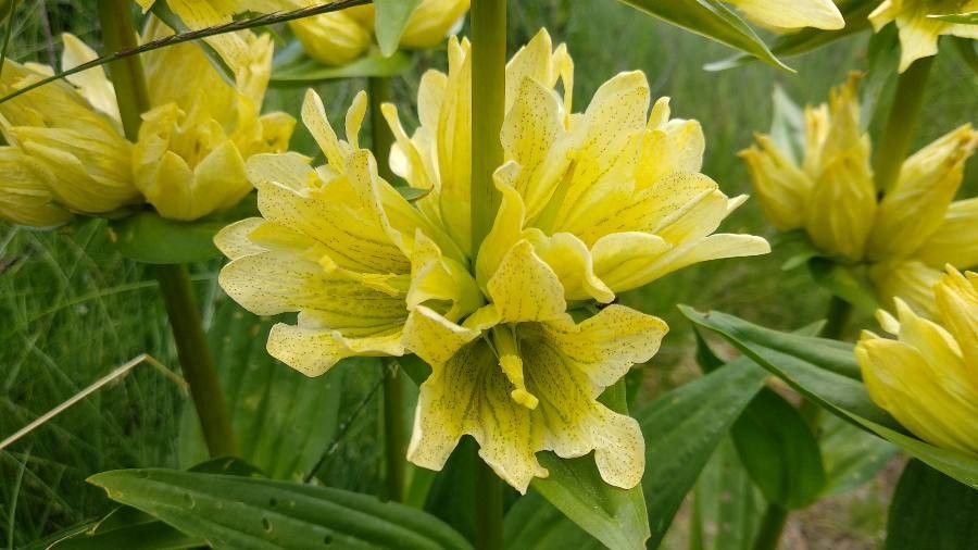 Gentiana burseri flower