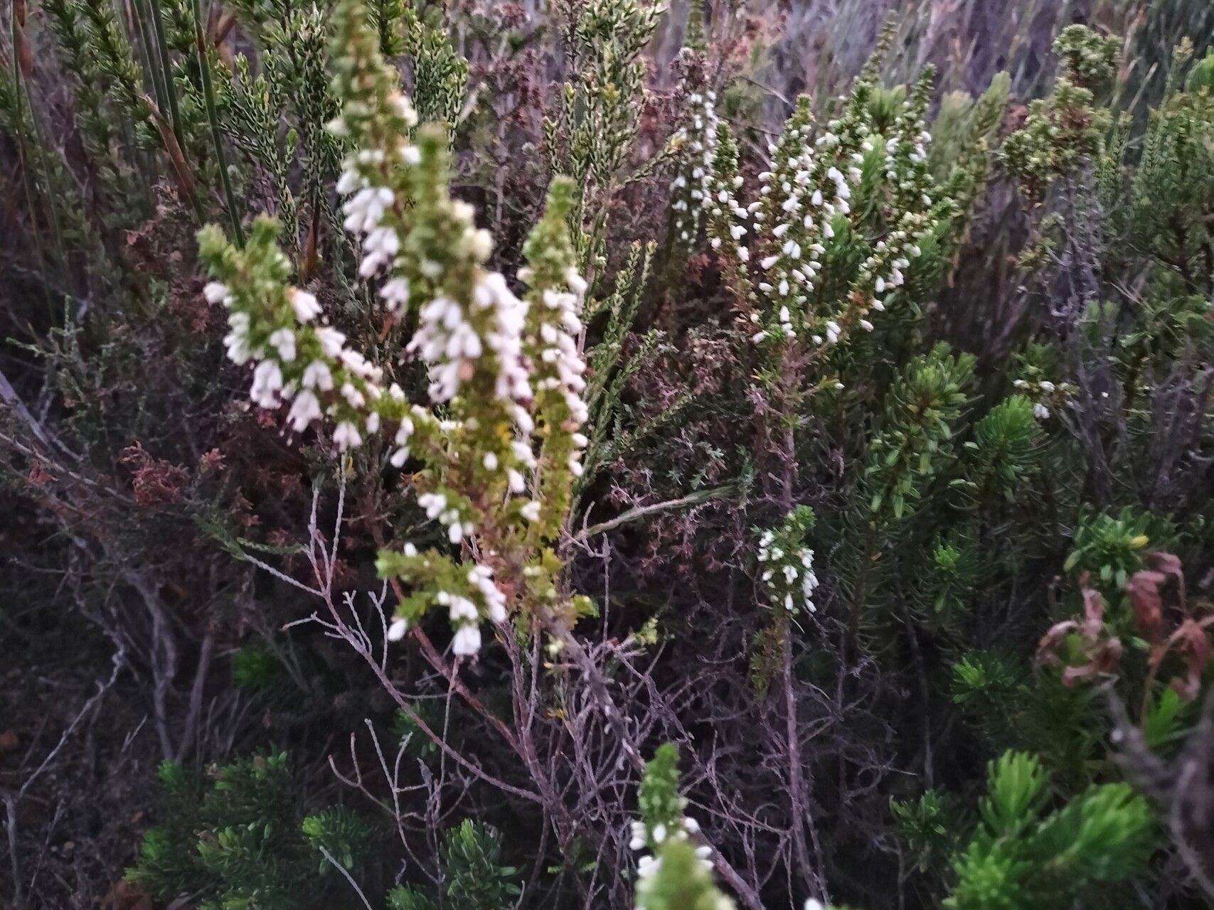 Erica imbricata habit