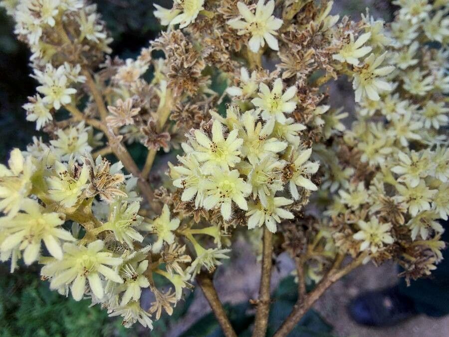 Homalium napaulense — houseplant care guide