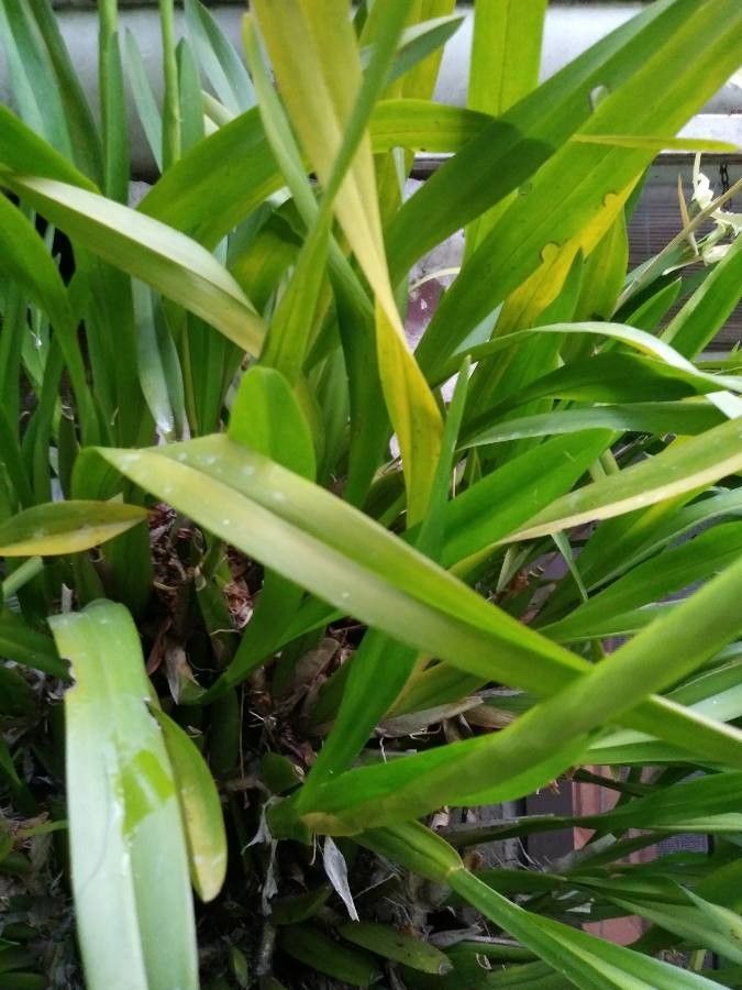 Miltonia Flavescens leaf