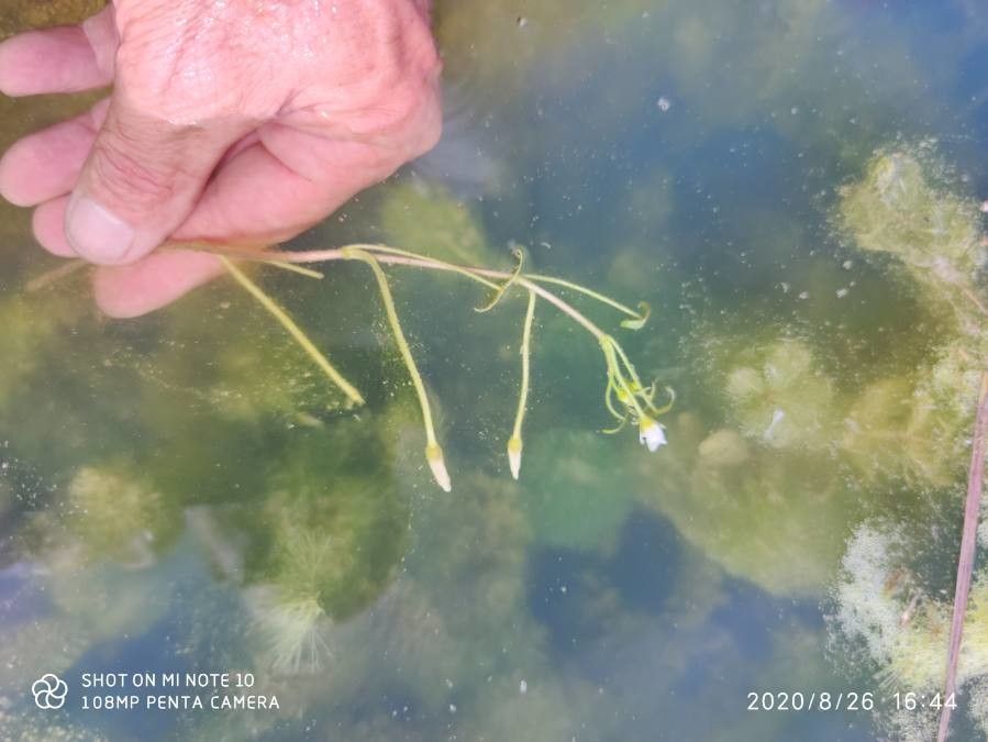Cabomba caroliniana habit
