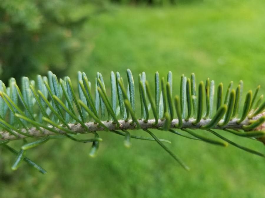 Abies fraseri leaf